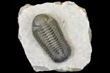 Detailed Morocops Trilobite - Beautiful Specimen #126310-1